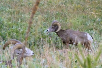 Bighorn Sheep grazing