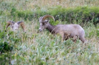 Bighorn Sheep young