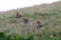 Bighorn Sheep resting