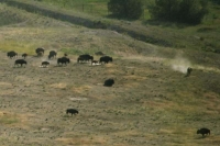 Bison Herd