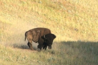 A Bison looking at us