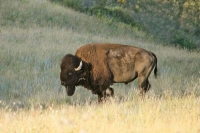 Bison in profile