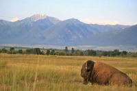 Bison and Mountains