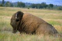 Bison sitting