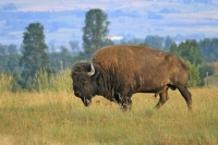 Bison grazing