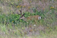 Deer with its developing rack