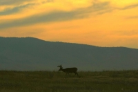 Deer in silhouette