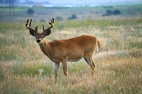 Deer with antlers