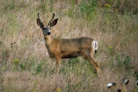Deer on alert