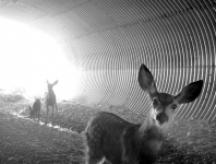 Deer In Animal Underpass