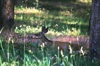 Doe resting in the woods