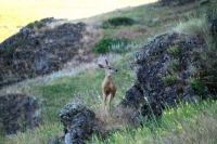 Young Doe