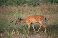 Doe grazing