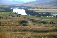 Flathead River Bison Herd
