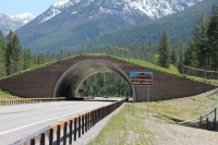 Evaro Hill Animal Bridge