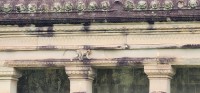 Monkey on the rooftop