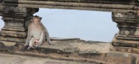 Monkey waiting for a sniff of food