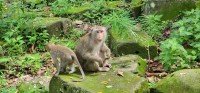 Monkeys in Angkor Thom
