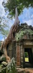 Spung Tree on Wall and Over Entrance