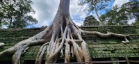Spung Tree on Rooftop