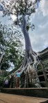 Nan with Spung Tree