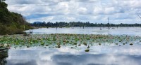 Water Lilies On the Baray