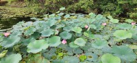 Water Lily Flowers
