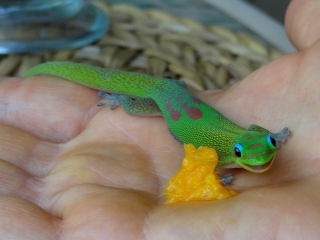 Gecko eating mango for Neil's hand