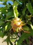Dragonfruit farm tour