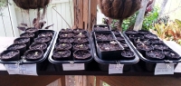 Seed sprouts