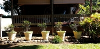 The pots newly planted