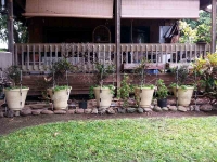 Initial Hedge Planting