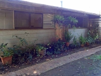 Back Wall Garden