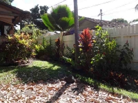 Our Side Fence Garden
