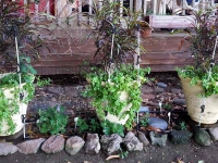 Flower Starts