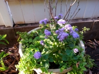 One Ageratum in Bloom