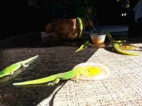 Gecko Playground