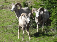 Bighorn sheep