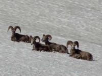 Bighorn sheep on the snow