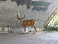 A young male deer