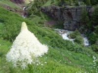 Snow colored flower