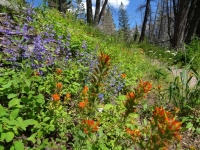 A carpet of wildflowers