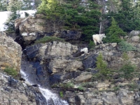 Mountain Goats