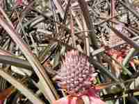 Pineapple Tour