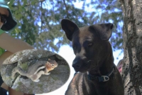Lyra and ground squirrel