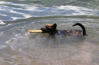 Lyra with her stick
