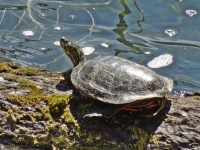 Turtle on a log