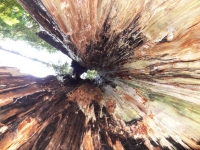 Looking up inside a Cedar