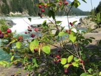 Juneberries and the Falls