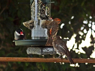 Papaya Birds and Javanese Finch